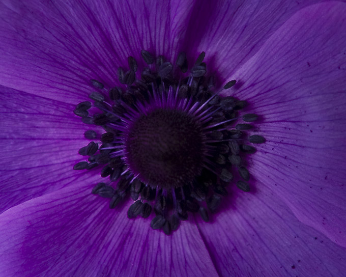 Close up of a purple flower centre