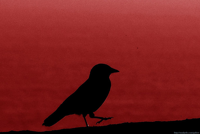 Silhouette of a bird against a red background