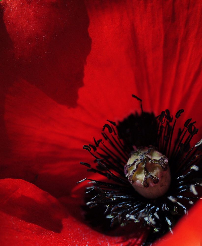 Close up of a poppy