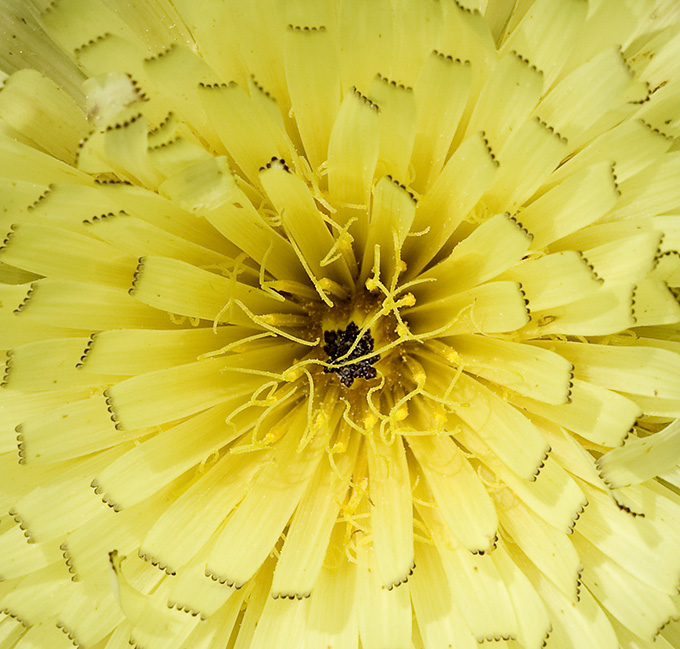 Close up of the centre of a yellow flower