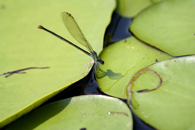 Dragonfly on a water plant