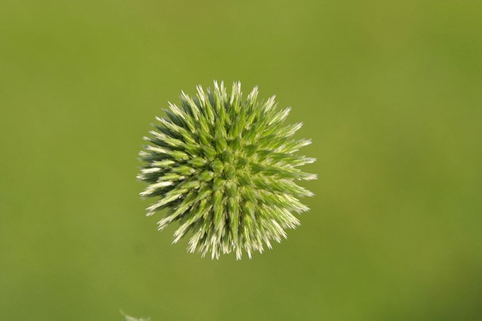 Spikey green plant on a green background