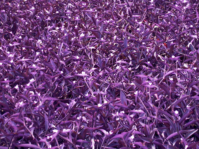 Purple leaf plants