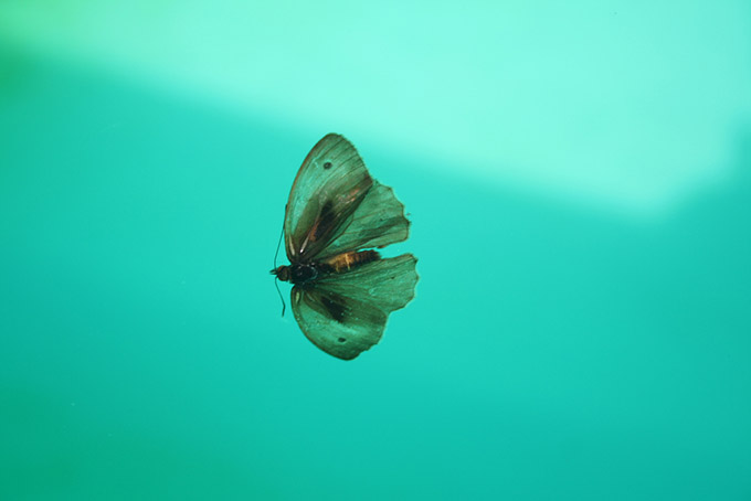 Moth floating in water