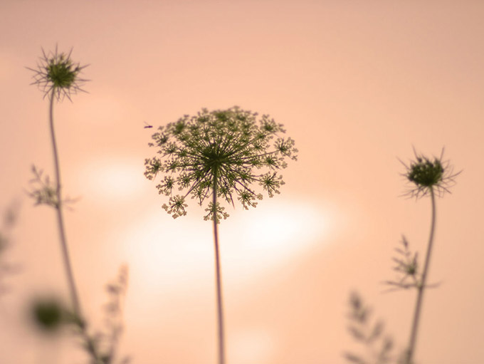 queen anne lace silhouette