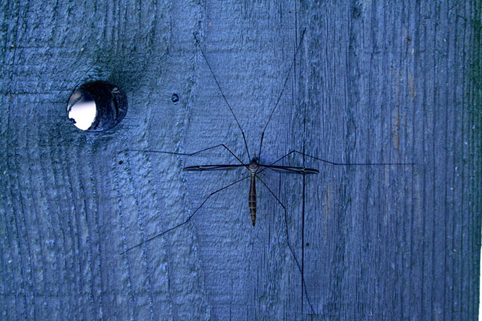 Bug on a blue fence