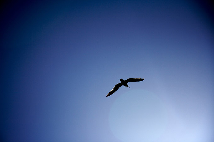 Gull in flight