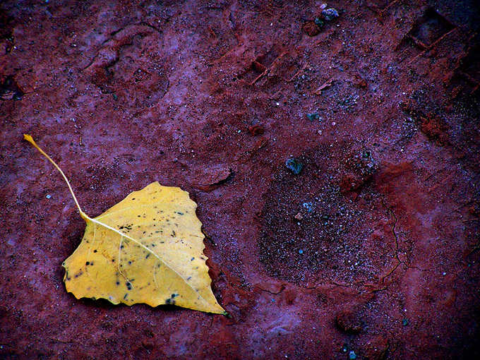 Autumn leaf on dark ground