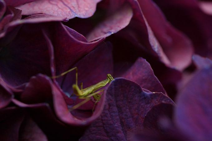 Praying mantis in a purple flower