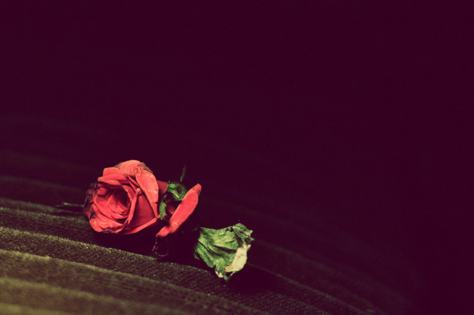 Decaying rose on dark background