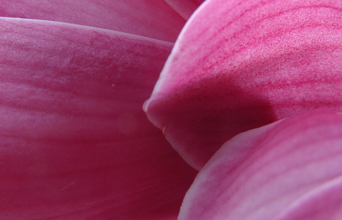 Close up of a pink orchid