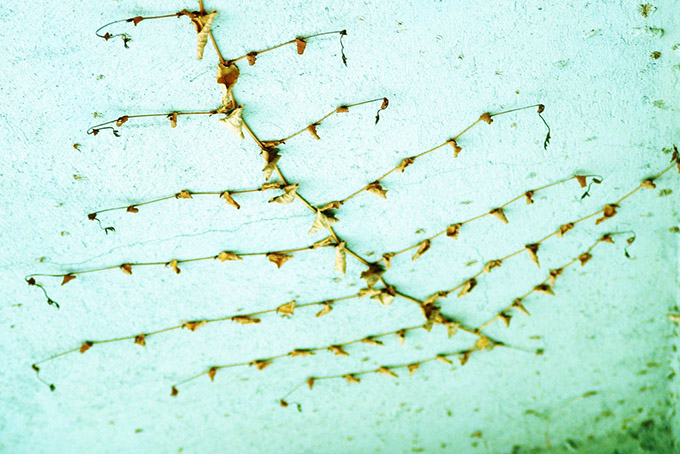 vine climbing a pale green wall