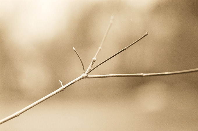 Close up of a winter twig