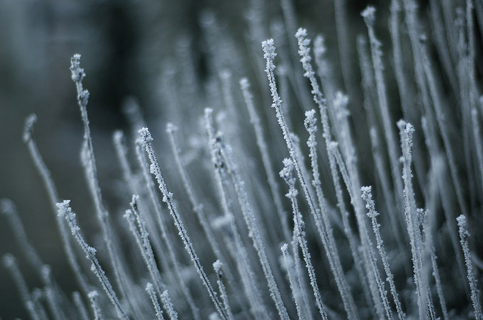 frozen grass