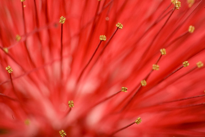 Extreme close up of orange flower stamen