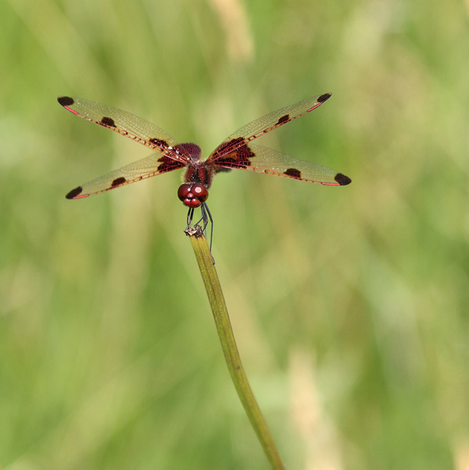 Close up of a dragonfly on a stalk