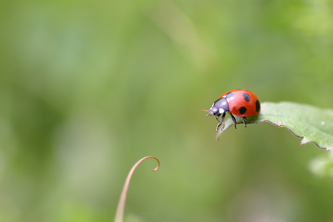 Lady beetle on a leaf