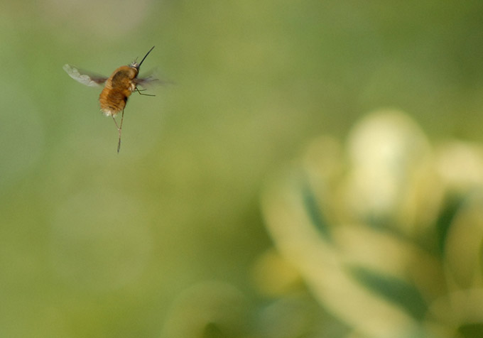 Close up of a bee in flight