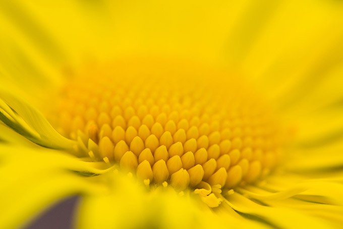 Extreme close up of the centre of a yellow flower