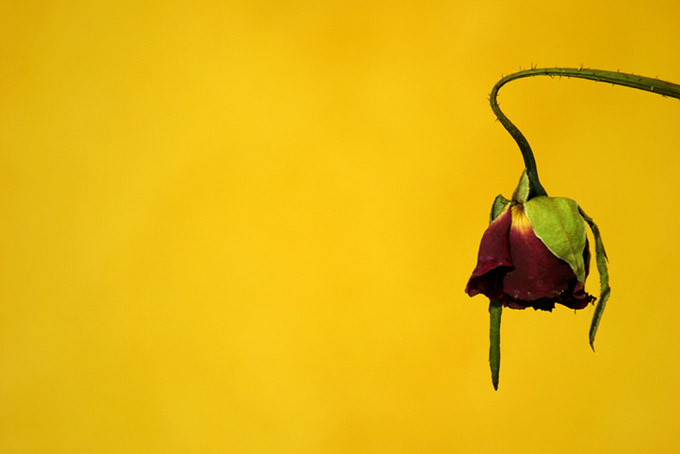 Dried red rose on a yellow background