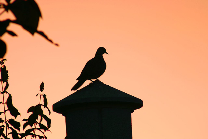 Silouhette of a dove against an orange sky