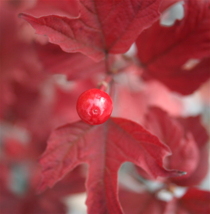 Red berry and leaves